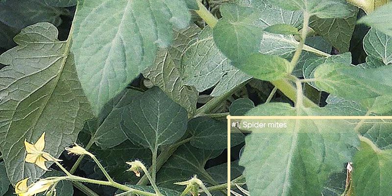AI-powered scouting flags pests before outbreaks