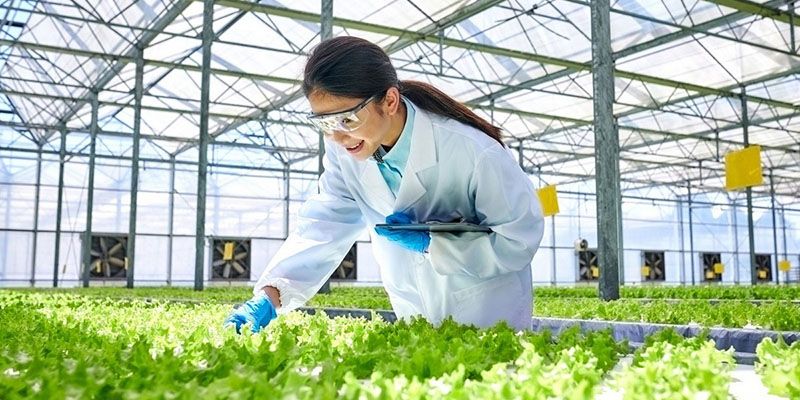 The potential of herbs a natural fertilizer