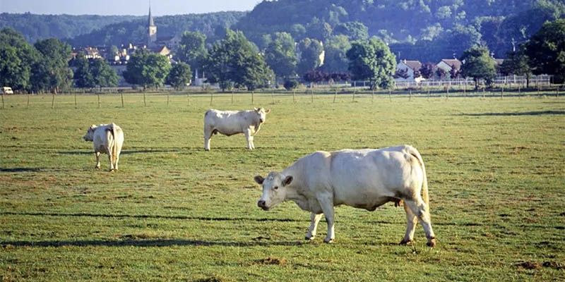 Regenerative agriculture aims to restore health of soils