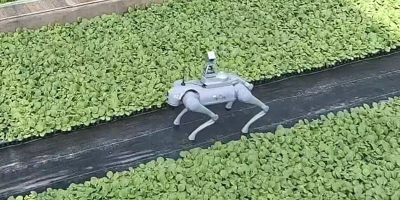 Robotic dog steps into the field of agriculture