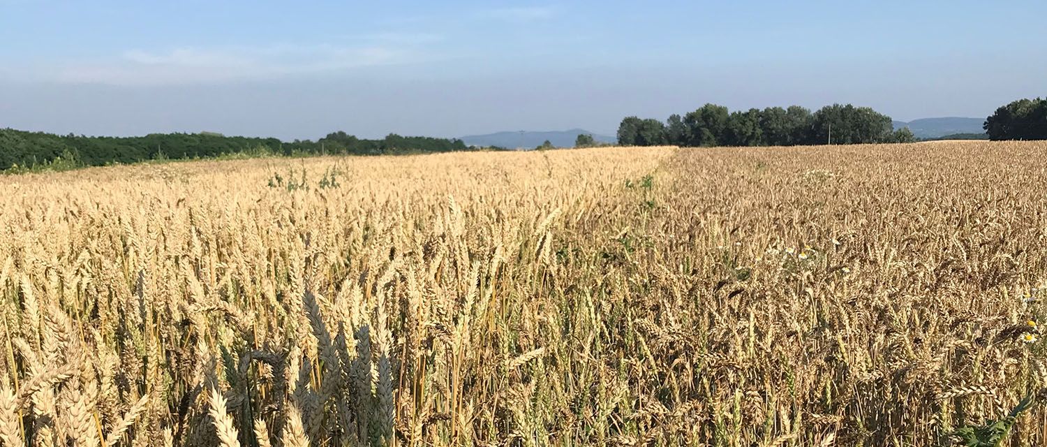 Wheat field comparison